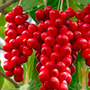 Schisandra chinensis fruit extract - Alcozar Composition